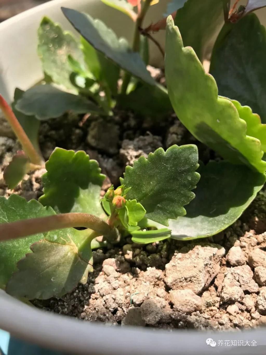  『朋友』我的小院我的花，一花一草都是我的好朋友！