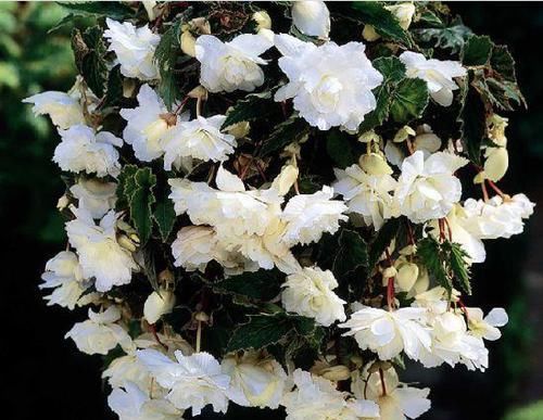  『春天』春天养花就选玛格丽塔，花期长、花量大，爆满小阳台！