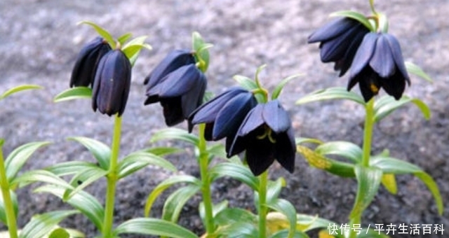 山里一种野草，“根”要1000元一斤，家乡见到，切勿除掉