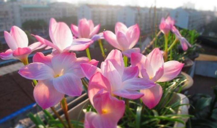 #爱爆#夏天养几种花,耐热好养不操心,花色美艳爱爆盆,娇艳欲滴人人爱