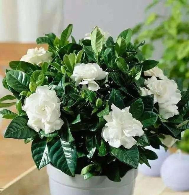  「花苞」3月养栀子花，2个动作不能少，花苞冒不停