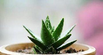  能有效：养生大师最爱的5种绿植！你养了几种，萌新：都想养