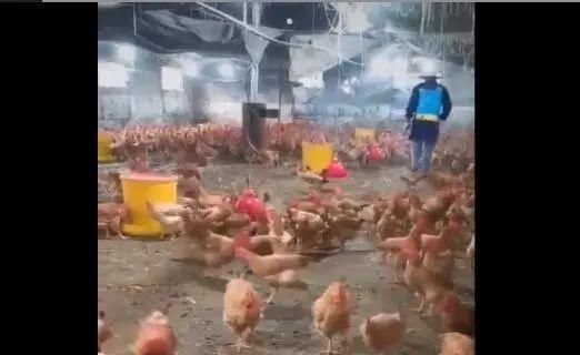  『配置浓度和』养殖场消毒工作常见的五大误区，你有几个？