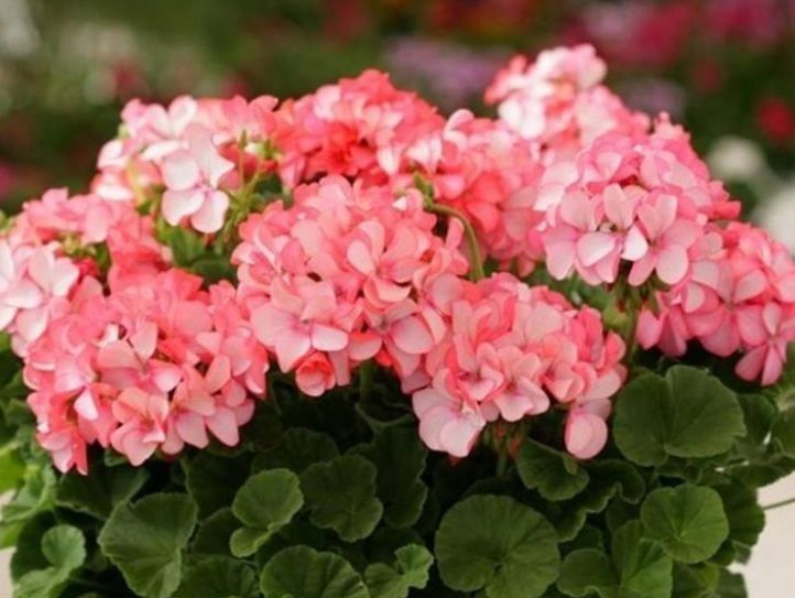  不间断的开@养花就养这几款,花姿妖娆,四季繁花似锦,姿色艳丽