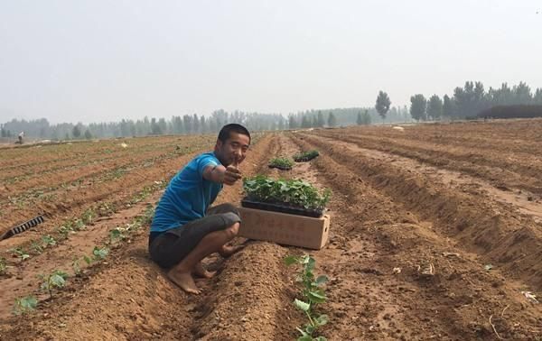  【气候条件来】露地黄瓜什么时候种植合适？