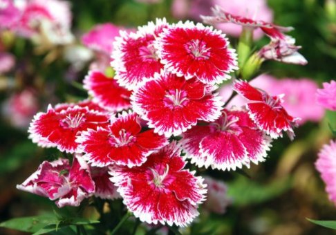  『石竹』此款花卉幽香淡雅，丢到阳台，开花绚丽夺目，好养爱爆盆，美爆了