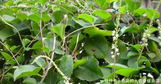 它是东南亚一大害草，入侵我国后成农民的“摇钱树”，亩入5万元
