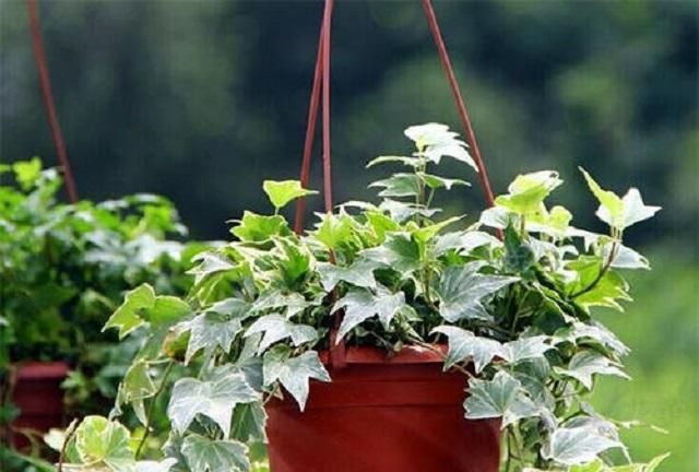  #绿萝#此草外形胜过绿萝,一年四季都碧绿,竟还是中草药,全草药效极佳