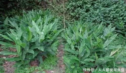  #猪饲料#农村常见的野味，过去农民把它当成猪饲料，在日本被当