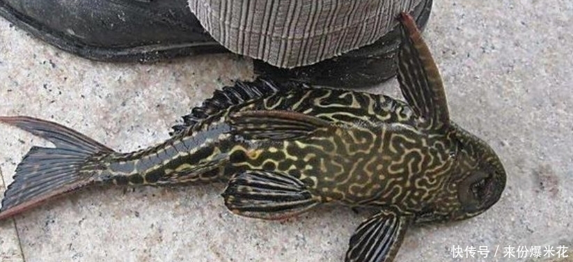 自家鱼塘里的10万斤鱼苗不翼而飞，把水抽干后，男子果断报了警！