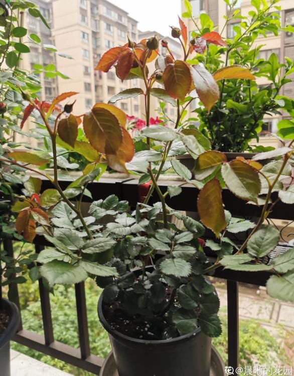 #死翘翘#天热了,别给花乱施肥,小心烧根死翘翘