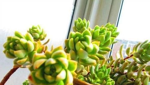  『植物』多肉植物被雨淋湿了怎么办？