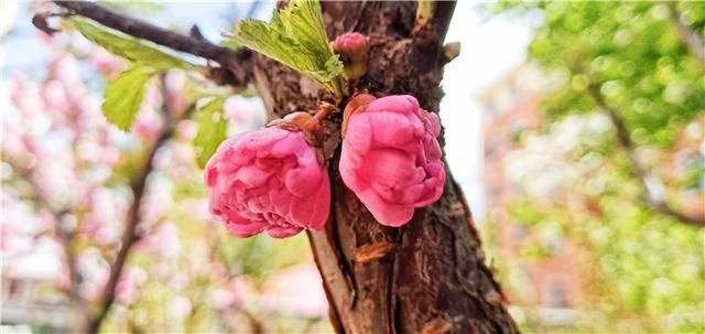 花儿：图集丨?花儿缀满枝头，醉了靖宇山城