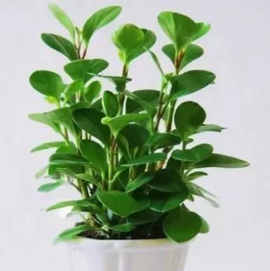 『消菌』客厅养3种“消菌花”，空气质量高10倍，好养易爆盆，不养别后悔