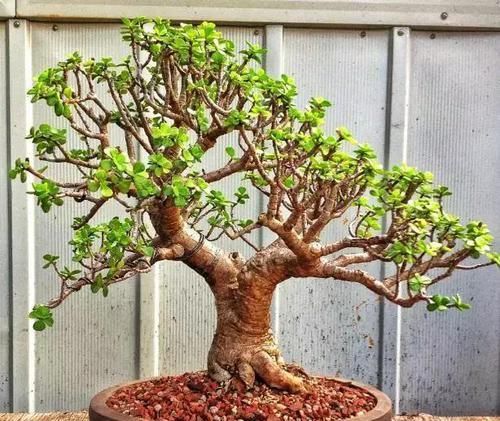  [金钱树]这4种客厅“耐旱花”，水多易烂根，1个月浇1次更好，别忽视！