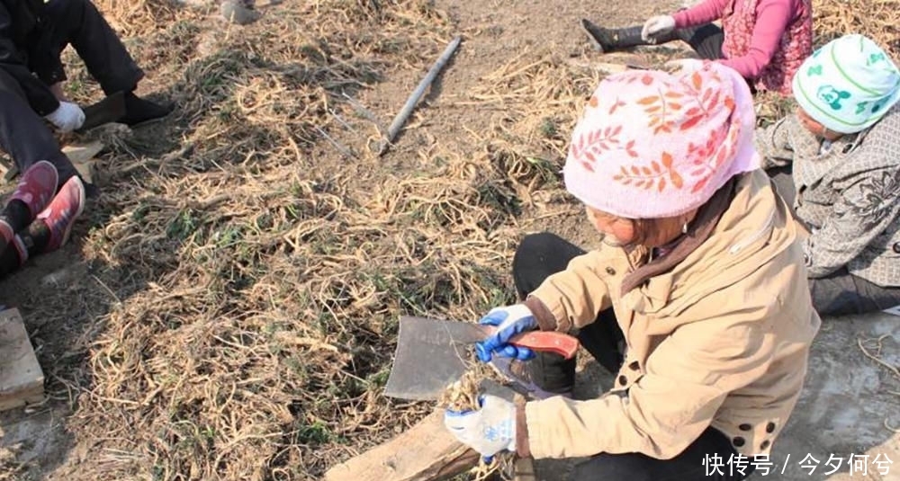  #利润#亩利润5千，家家户户不种粮，如今田里堆成小山，种植户：