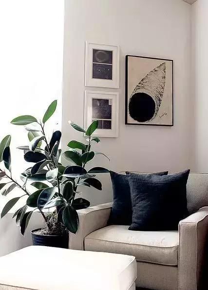  【自带】自带镇宅安家的30种大植物，满满都是安全感