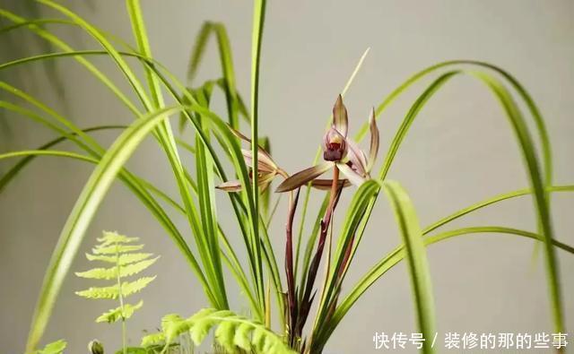 度夏|天热了,养兰花知4点,稳度夏,开花易