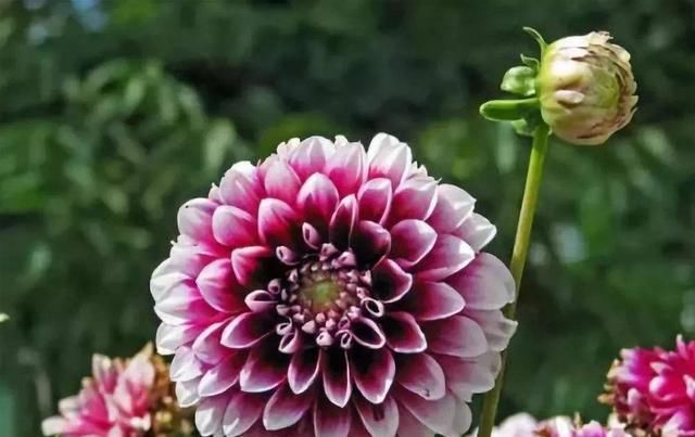  【艳丽】适合养在阳台的3种花，开花艳丽颜色丰富，四季开花爆盆简单