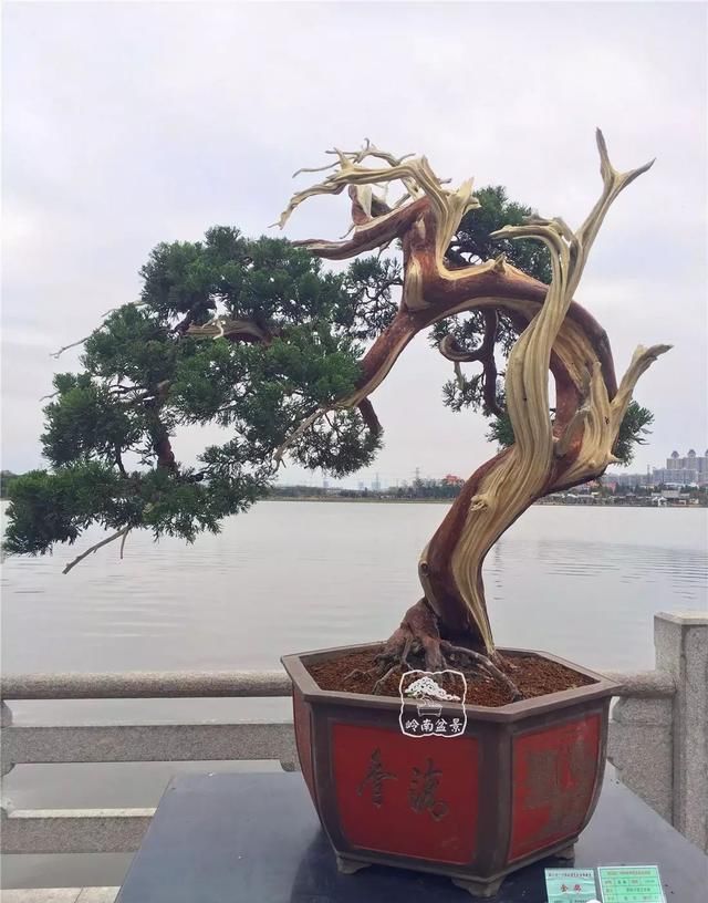 广州园艺博览会岭南盆景作品回顾