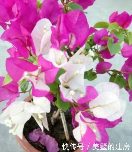 「三角梅」“绿叶双色”三角梅,开花只有一种色?教你“2招”,开出多色花