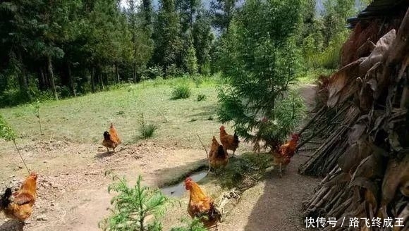  「没想到」回乡做土鸡养殖，十有八九会亏本？网友：没想到这么