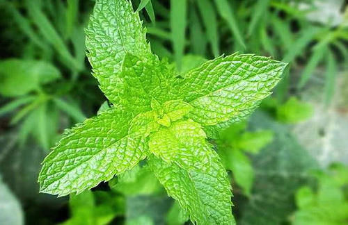 农村这种野草，以前都不当回事，很适合夏天泡茶喝，遇到别错过！