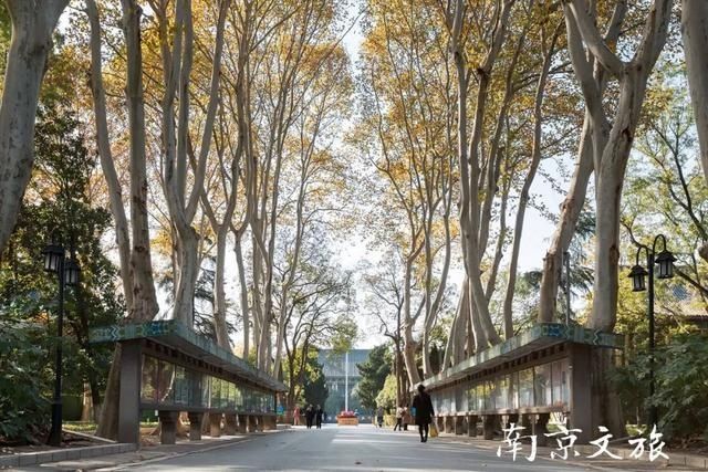 南京这些大学都有最美梧桐大道，有没有你的母校？