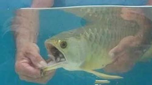  [水族市场]小伙高价买一条金龙鱼回到家中金龙鱼一张口小伙高兴的大喊赚了