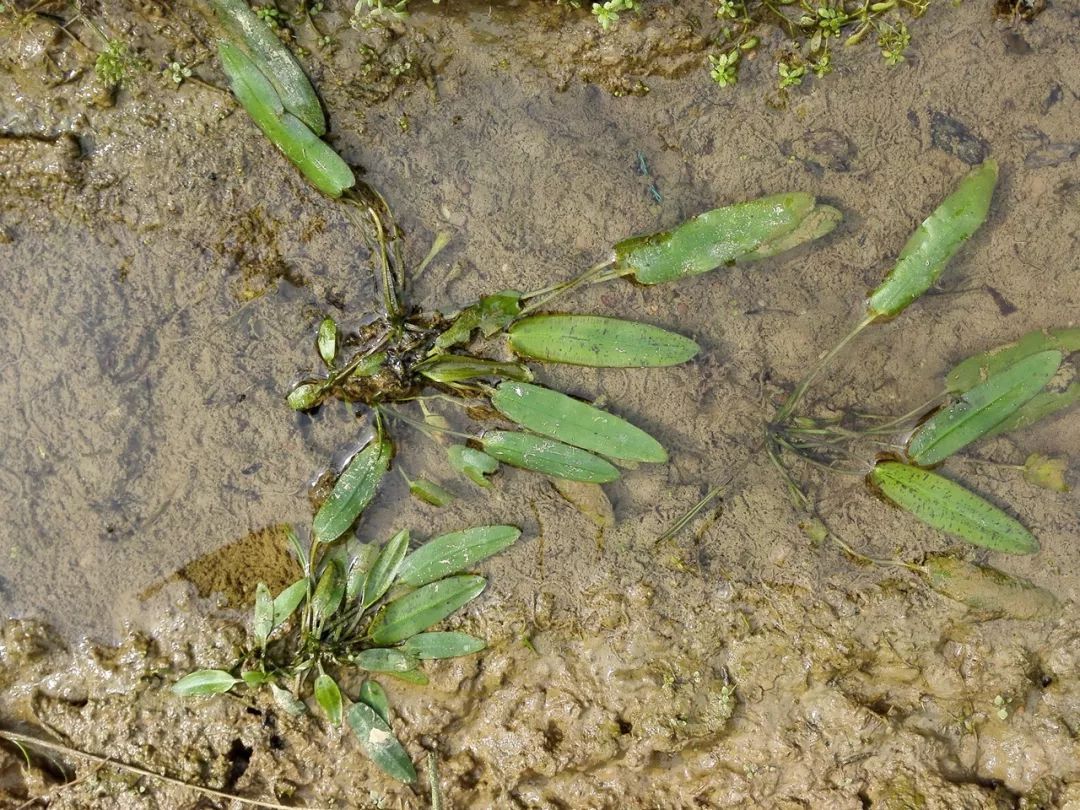 水稻田里一种似竹叶的野草，农民痛恨不已，却是3元一斤稀罕野菜