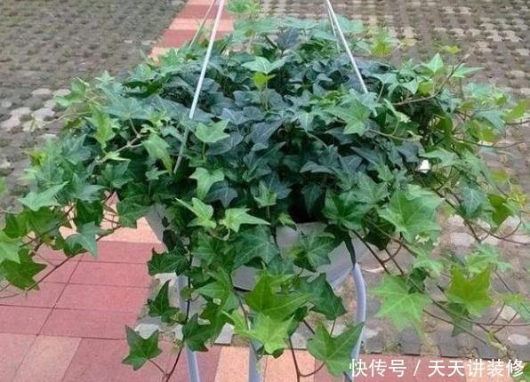  #能力#公认的这“4种”植物，吸甲醛能力超强，养得越多，身体越健康！