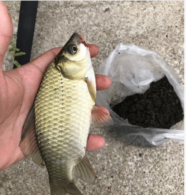  「轻松」钓鱼最怕鱼口轻？教你几个专治轻口的方法，包你中鱼率轻松翻倍