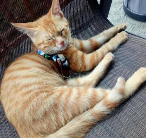 是什么品种的猫