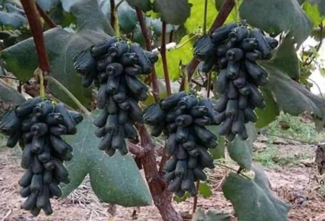 80元一斤，插土就能活，农民：被套路了