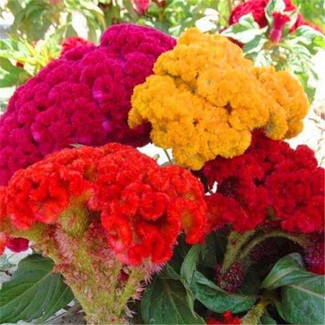  【比头】养过鸡冠花吗？一朵花比头还大，很多小孩都爱玩它！