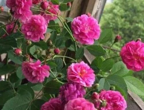 「人人」人人都喜欢的4种花,花朵又大又艳,养起来还省心!