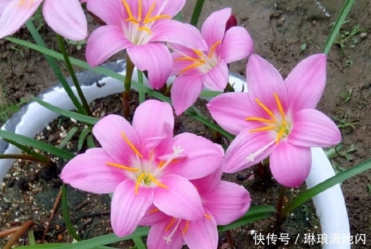  【梦乡】新手养花，不如养盆花中精品“久米梦乡”，似粉嫩少女，清秀优雅