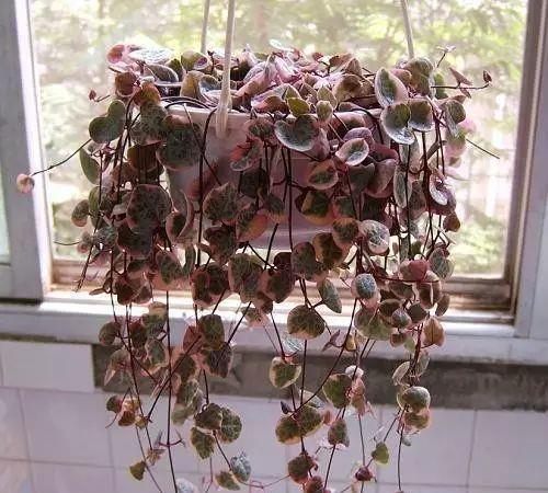  [光照]家里光照不好，也能养多肉植物，长得珠圆玉润，让人羡慕