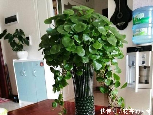  夏季养花|夏季如何养好铜钱草？教你几招，可使叶片又大又圆、肥厚油绿