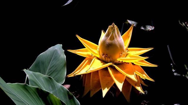 机器:3种花是“开花机器”,开花就爆盆,好养易活很漂亮,很适合新手
