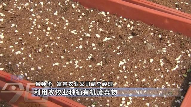  「农业生产」阳台变田园 盆栽蔬菜你家阳台有吗