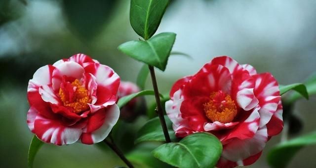  迎春花：这2种“大型花”养客厅，年后枝头开满花，花期长，真漂亮！
