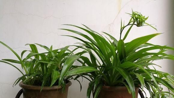 生长发育■夏季养花,三种肥不能用,一用就烂根黄叶,得讲究这些方法技巧