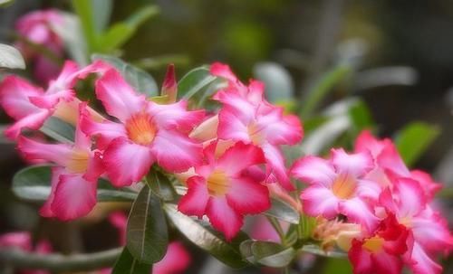 「长寿花」在室内养花,就选择开花艳丽容易养活的,家里养一盆,夏天也赏花