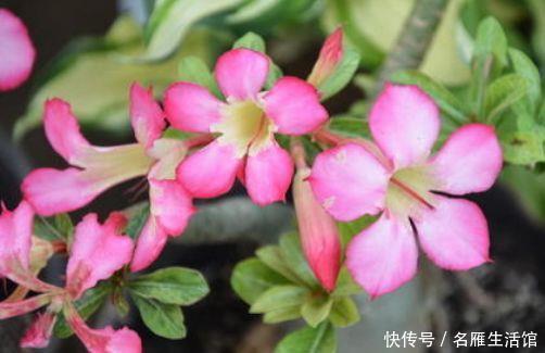  [花园]5种花，堪称“开花机器”，花期长、花量大，家里变花园！