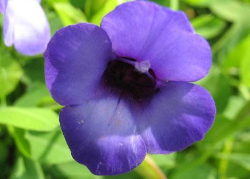  『多态』此款木本植物，一年多次开花，花期超半年，花多易爆盆，优雅多态