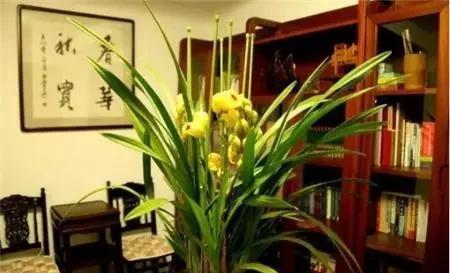 吉利|5种花“不吉利”,再喜欢也别养在“室内”,快搬出去吧
