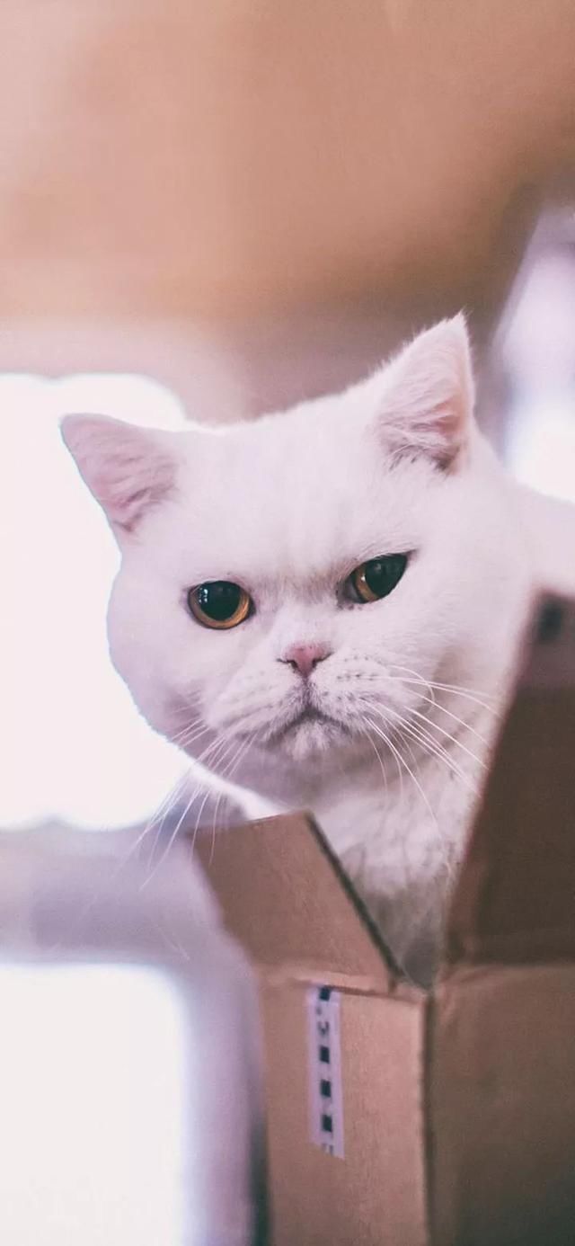  『星球』80张超可爱的猫咪壁纸丨我来自喵星球，来地球只是为了遇见你