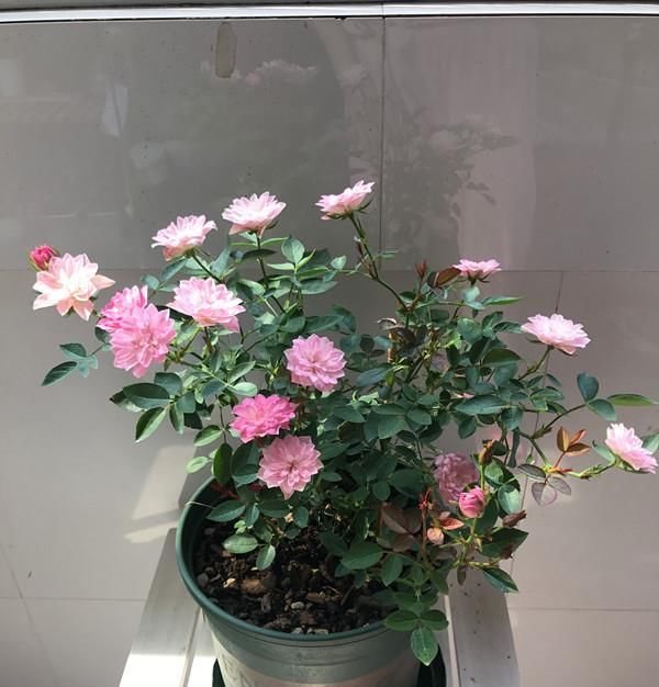  【值得】此盆栽植物花期超长，四季开花，漂亮似荷花，好养易活，值得拥有