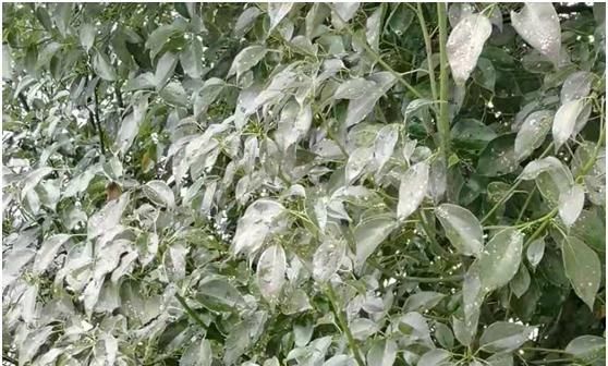  下图|香樟叶片上有白点，慢慢死，是什么病，见下图？